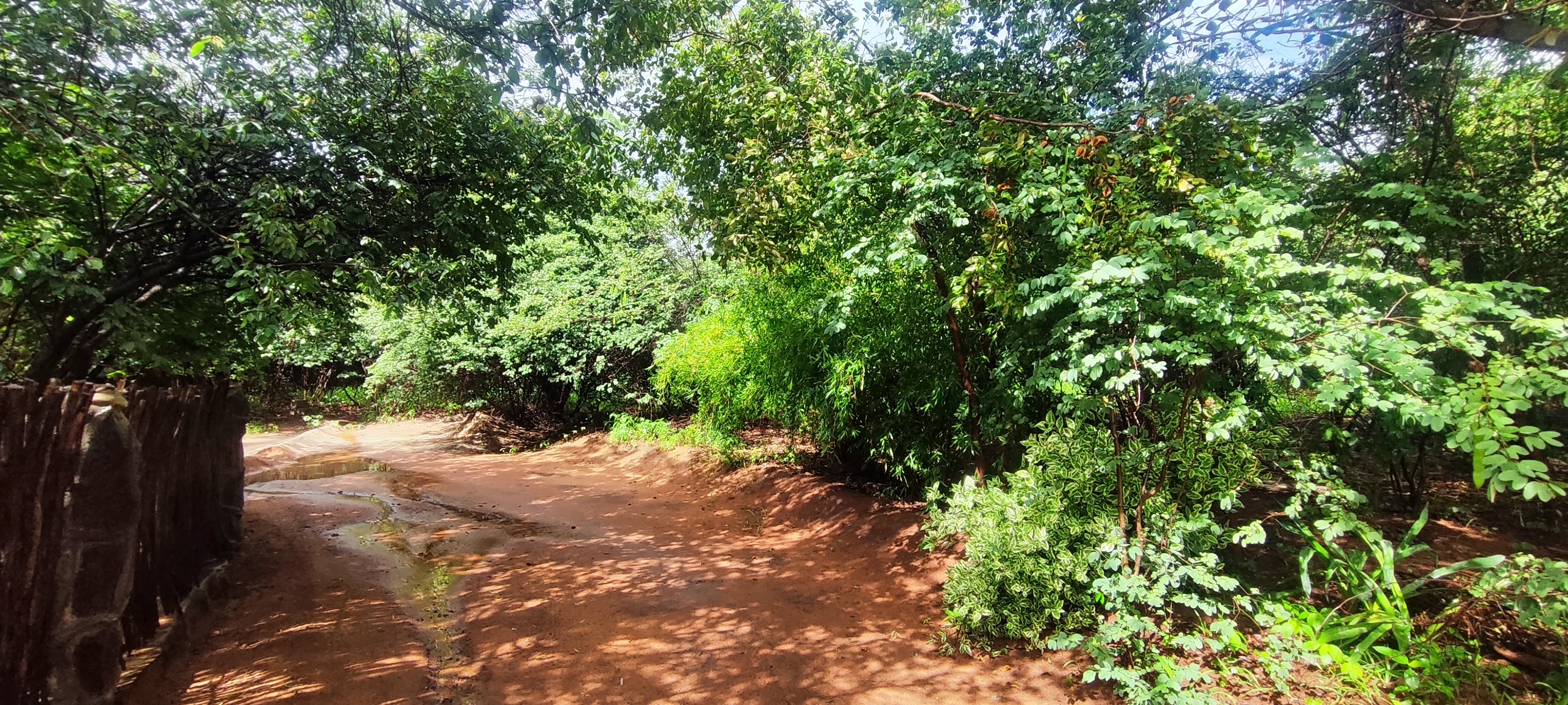 Garden and driveway